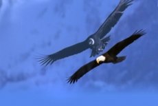 New Eagle-Condor and Apus